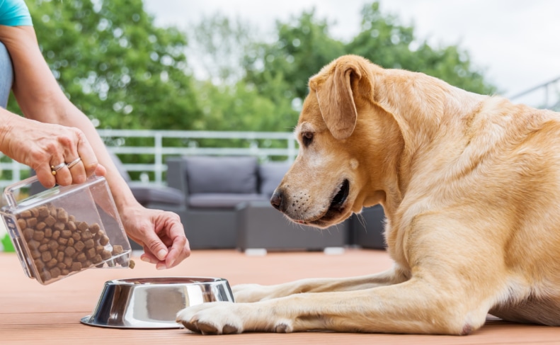 Dogs Arthritis – Choose The Best Food To Suit Your Petfin