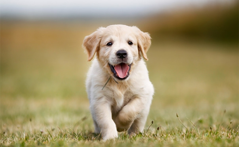 Understanding Canine Allergies