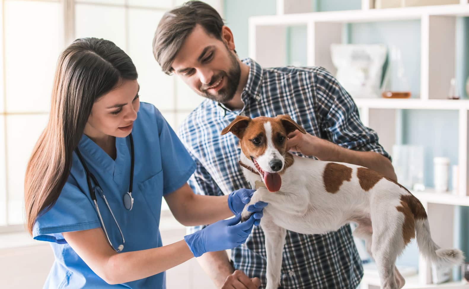 Tips for Reducing Your Dog’s Stress During Visits to the Vet