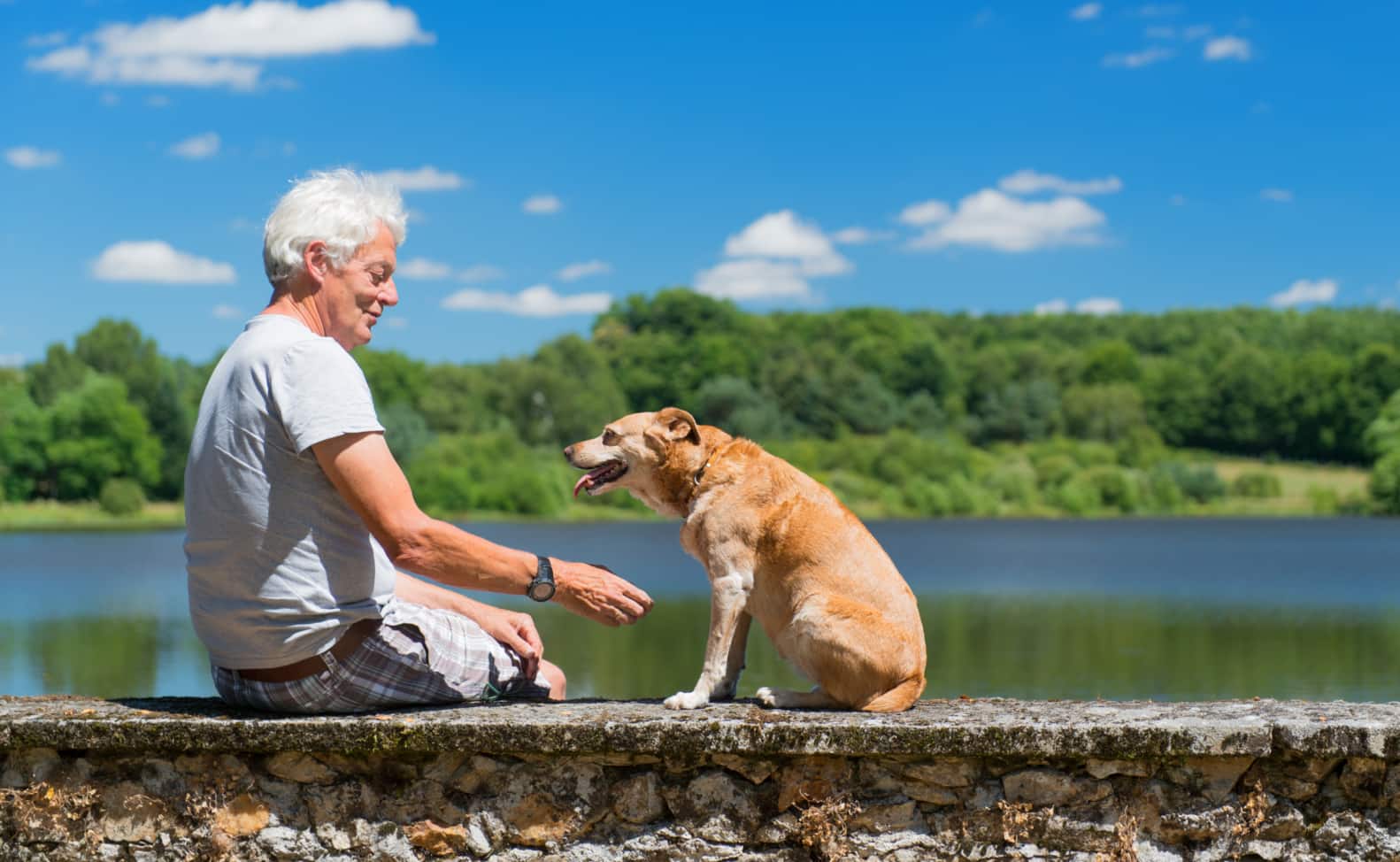 Understanding Arthritis in Dogs.