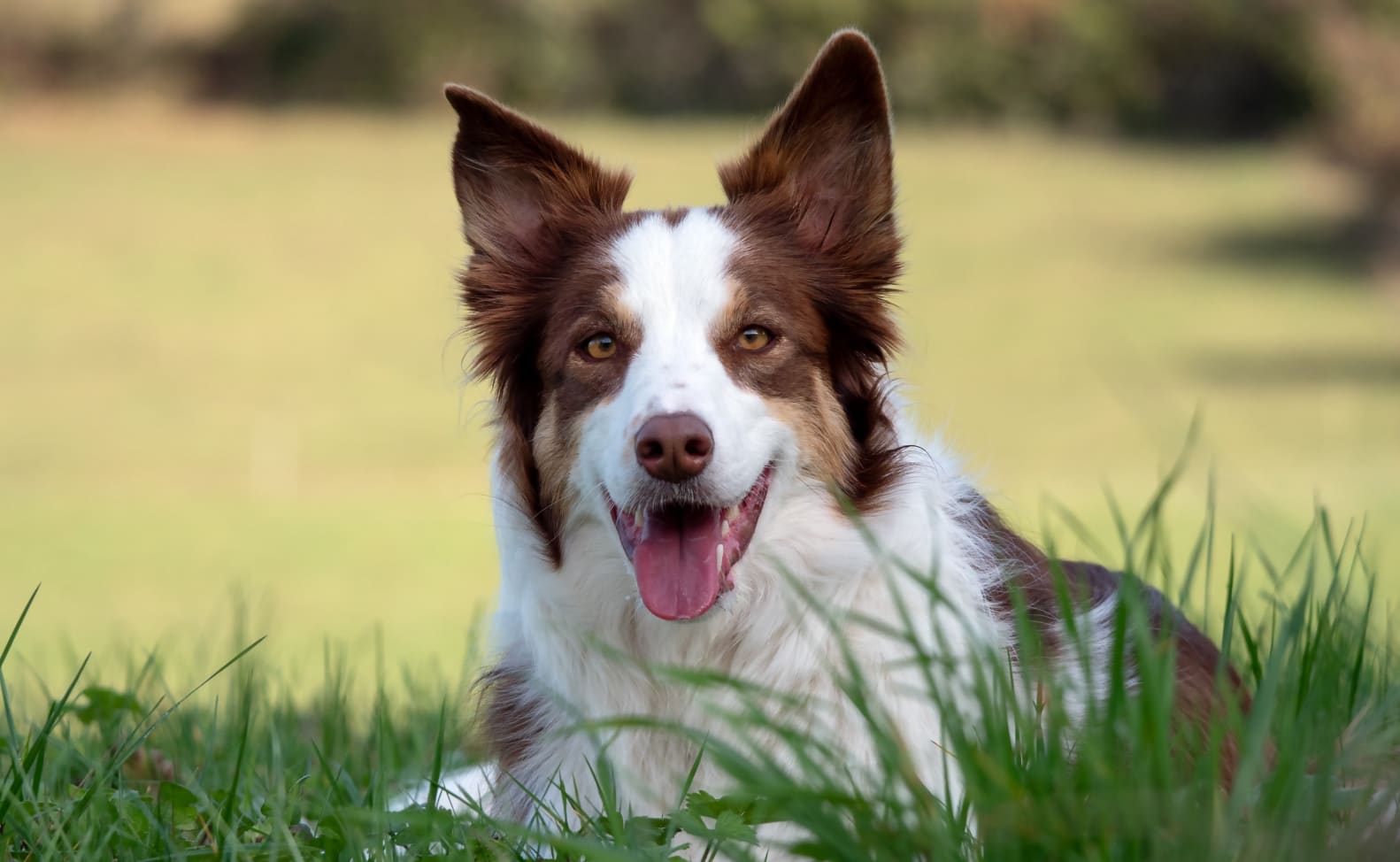 Understanding Canine Immune System and how keep Healthy