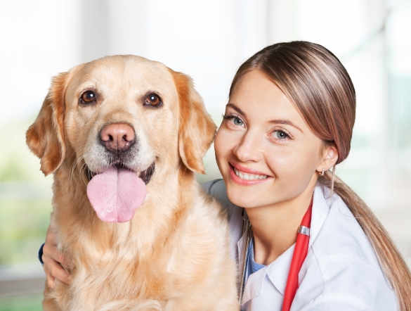 veterinarian assisting a dog